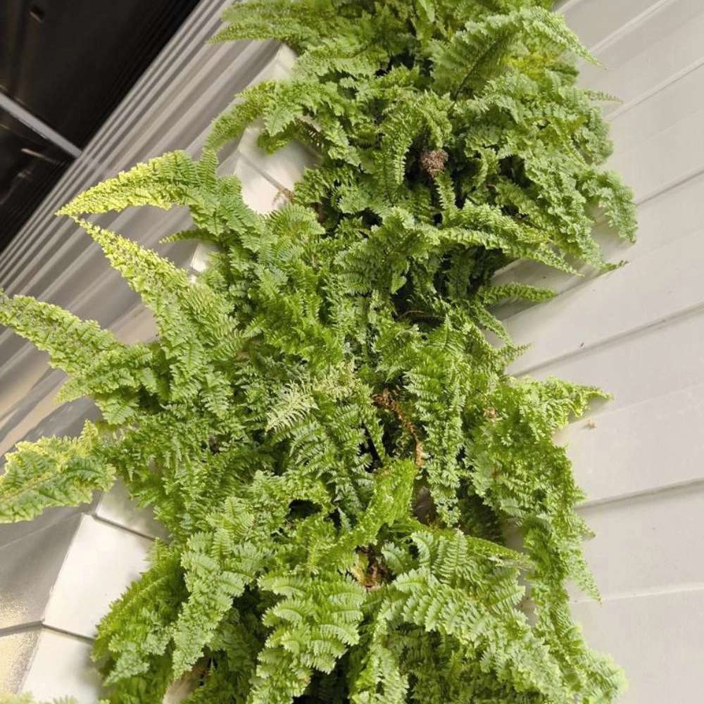 1739773070544.webp 1739773070544.webp